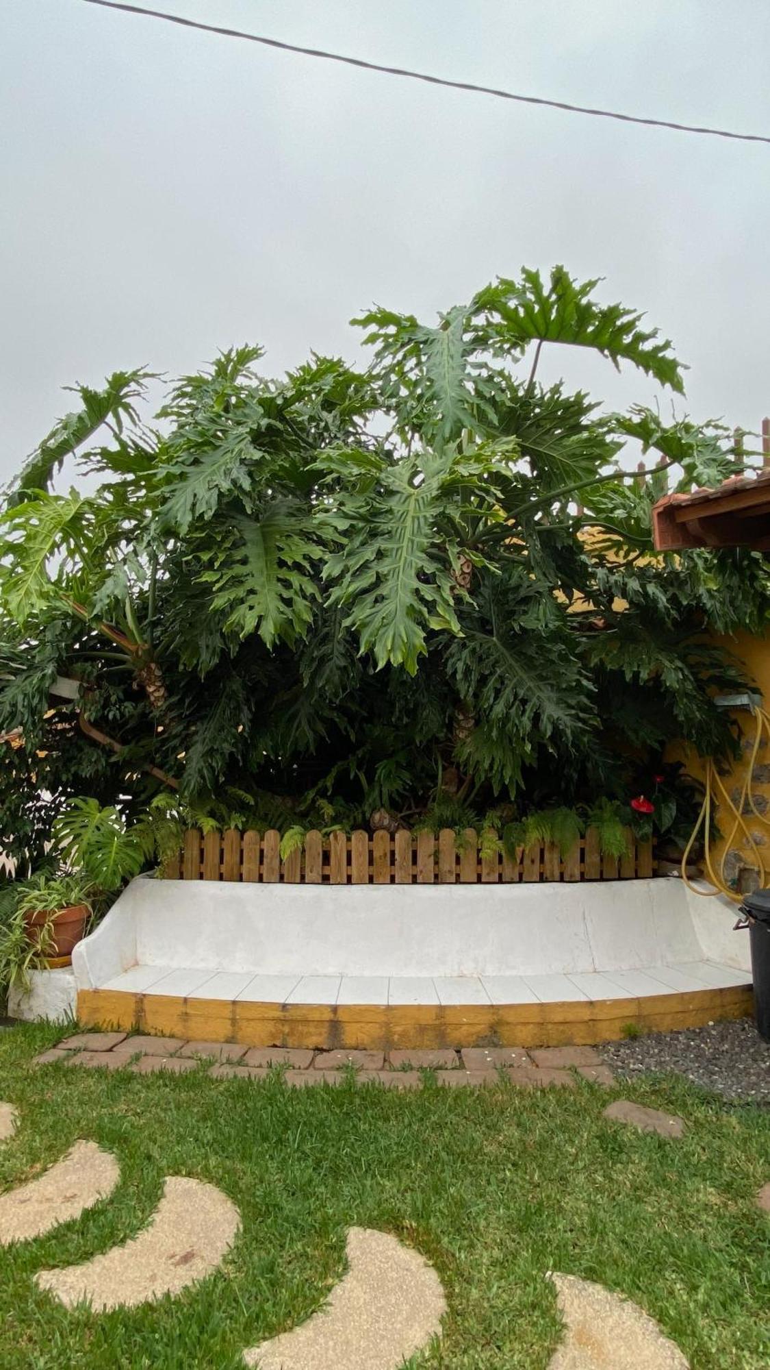 Casa de La Gañanía Casa de hóspedes Los Realejos Exterior foto